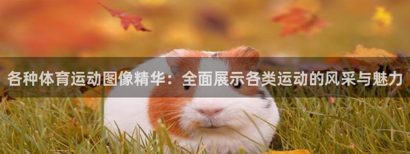 意昂体育官网登录：各种体育运动图像精华：全面展示各类运动的风采与魅力